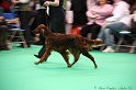 Crufts2011 288